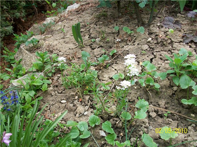 snježnica - lat. iberis sempervirens